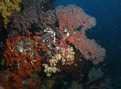 Raja Ampat 2016 - Corail - IMG_4478_rc